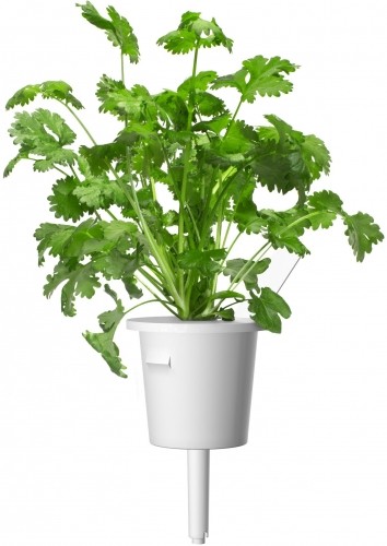 Click & Grow gudrā augu dārza uzpilde Koriandrs 3gb. image 1