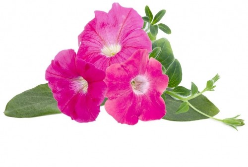 Click & Grow Smart Garden refill Pink Petunia 3pcs image 1