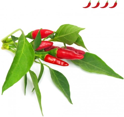 Click & Grow Smart Garden refill Piri Piri Chili Pepper 3pcs image 1