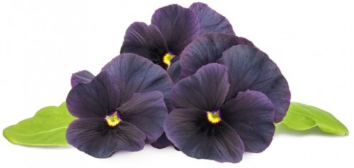 Click & Grow Smart Garden refill Black pansy 3шт image 1