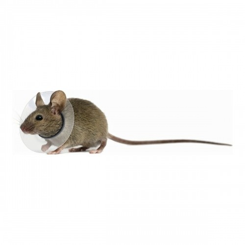 Elizabethan Collar for Rodents KVP Transparent 5.75-7.5 cm image 1