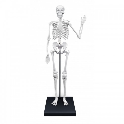 Скелет 85 см Buki image 1