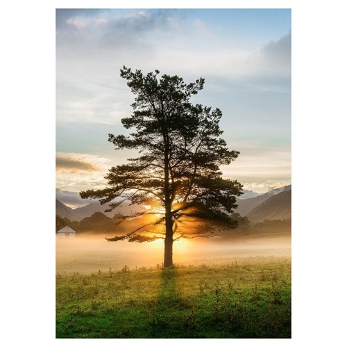 Foto glezna 50x70cm LONE TREE image 1