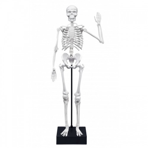 Skelets 45 cm, Buki image 1
