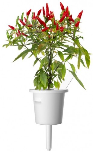 Click & Grow Smart Garden refill Piri Piri Chili Pepper 3pcs image 2