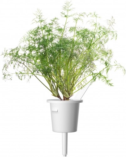 Click & Grow Smart Garden uzpilde Dilles 3gb. image 2