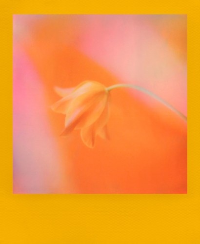 Polaroid i-Type Color Frame Edition image 2