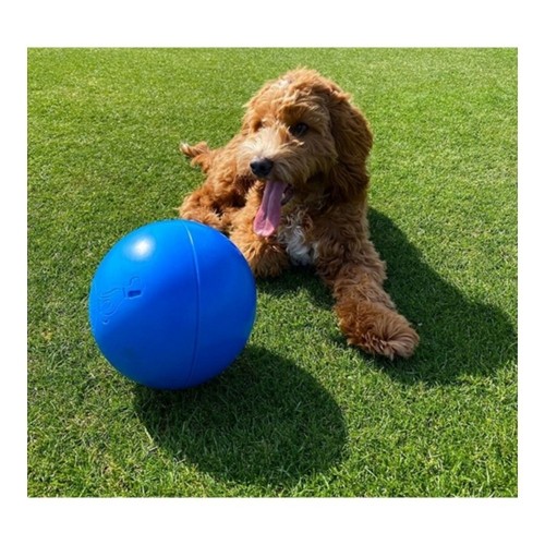 Dog toy Company of Animals Boomer Blue (100mm) image 2