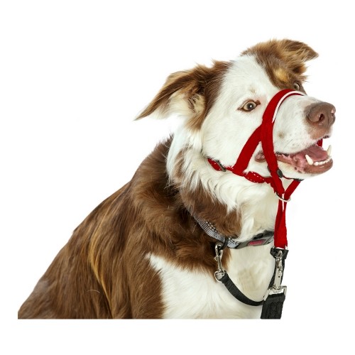 Ошейник для дрессировки собак Company of Animals Halti Намордник (31-40 cm) image 2