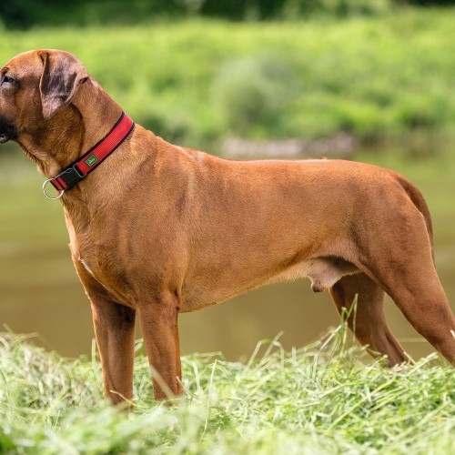 Dog collar Hunter Neopren Vario Red (30-35 cm) image 2