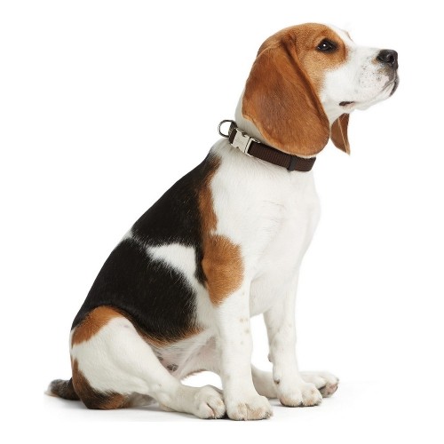 Dog collar Hunter Alu-Strong Beige Size M (40-55 cm) image 2
