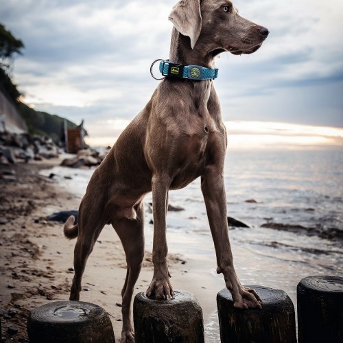 Suņa kaklasiksna Hunter Plus Vītnes buklets turquoise Tirkīzs XL Izmērs (45-70 cm) image 2