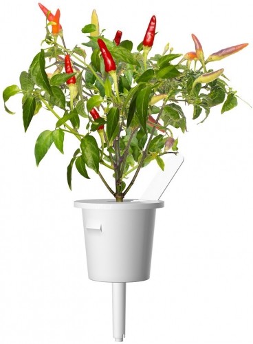 Click & Grow Smart Garden refill Красный острый перец 3 шт image 2