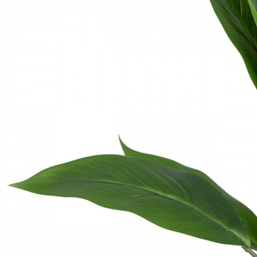 Bigbuy Home Декоративное растение 40 x 41 x 48 cm Зеленый PVC image 2