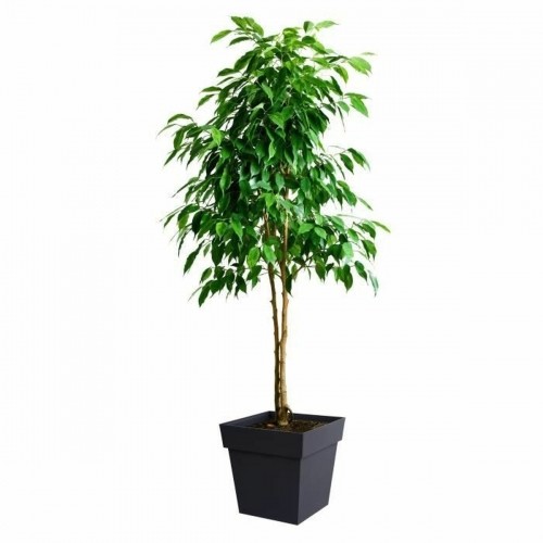 Plant pot EDA Grey polypropylene Plastic 39 cm 39 x 39 x 39 cm image 2