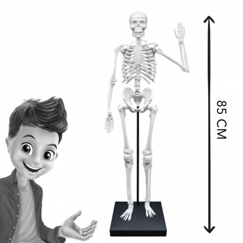 Скелет 85 см Buki image 2