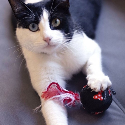 Cat toy Minnie Mouse Red PET image 2