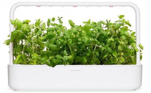 Click & Grow Smart Garden refill Apple Mint 3pcs image 3