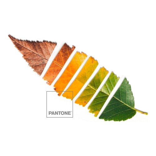 Ziemeļu pārvalks Leaf Pantone image 3