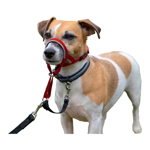 Ошейник для дрессировки собак Company of Animals Halti Намордник (31-40 cm) image 3
