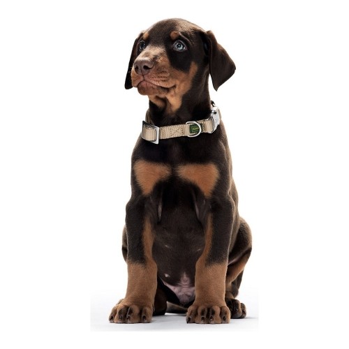 Dog collar Hunter Alu-Strong Orange Size M (40-55 cm) image 3