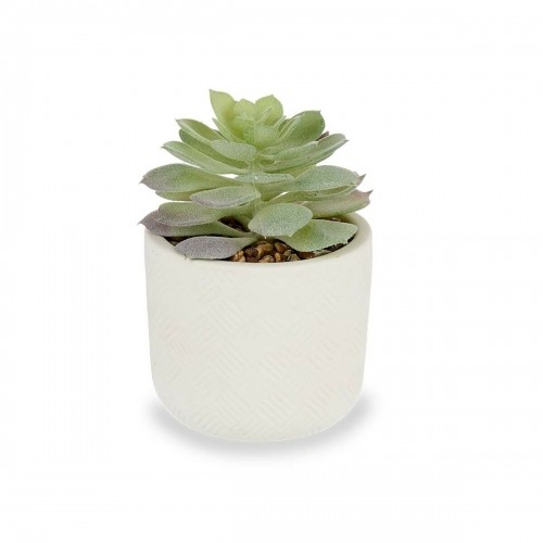 Decorative Plant Succulent Plastic 14 x 13,5 x 14 cm (12 Units) image 3