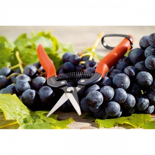 Garden Scissors Stocker Fruit and vegetable harvesting Grapes 19 cm Forged steel image 3