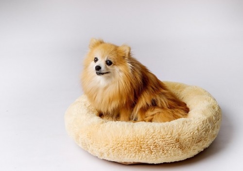 GO GIFT Shaggy cream M - pet bed - 57 x 57 x 10 cm image 3