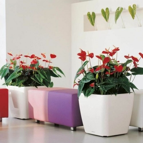 Plant pot Lechuza 50 x 50 x 47 cm Plastic image 3