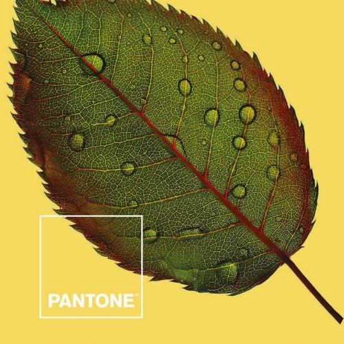 Пододеяльник Nature Pantone image 4