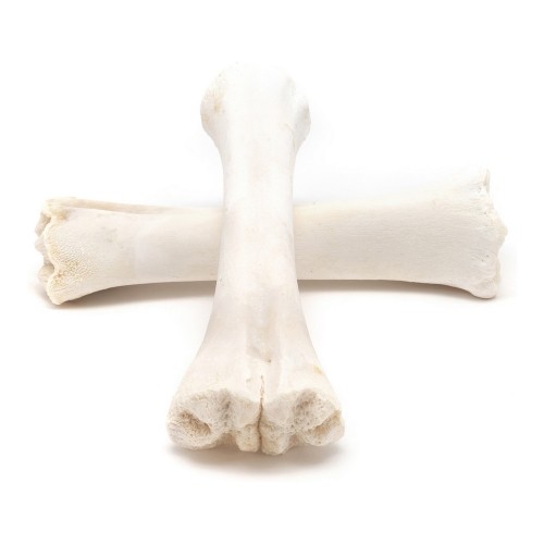 Dog Snack Gloria Bone Calcium 20 Units image 4