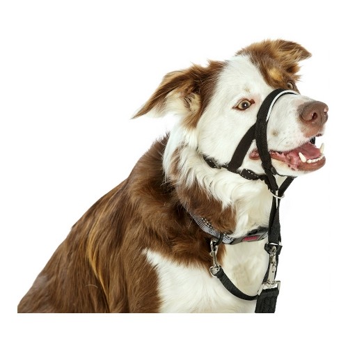 Ошейник для дрессировки собак Company of Animals Halti Чёрный Намордник (40-54 cm) image 4
