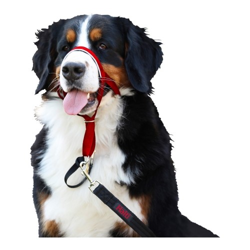 Ошейник для дрессировки собак Company of Animals Halti Намордник (31-40 cm) image 4