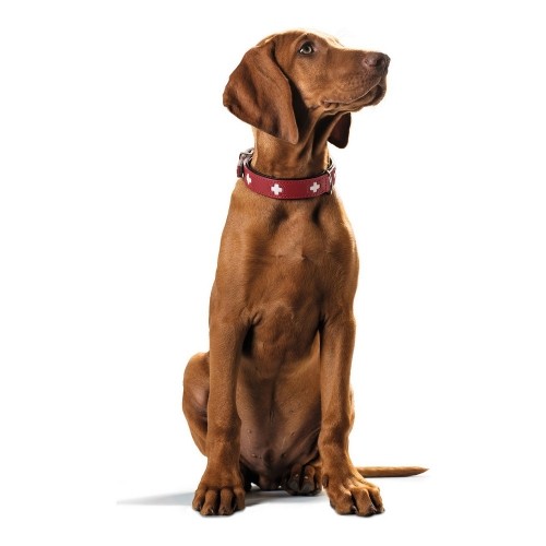 Собачий ошейник Hunter Swiss Красный/Черный (35-43 cm) image 4