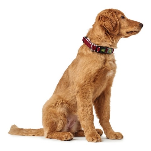 Suņa kaklasiksna Hunter Plus Vītnes buklets Sarkans L Izmērs (40-60 cm) image 4