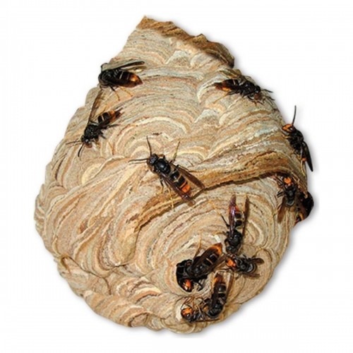 Insecticde Massó Wasps 750 ml image 4