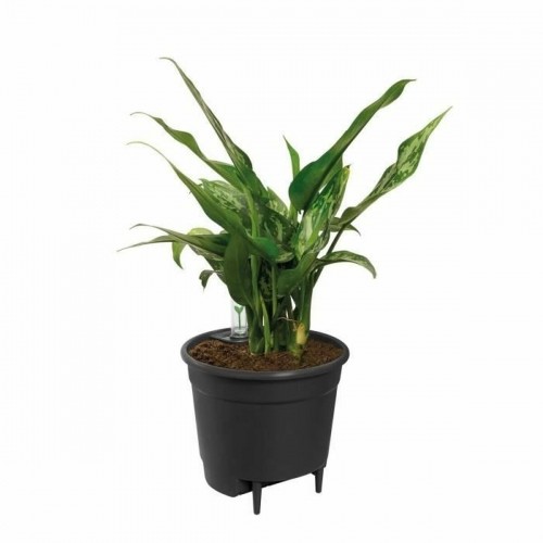 Self-watering flowerpot Elho Insert 28 Black Plastic 27,7 x 27,7 x 25,5 cm image 4