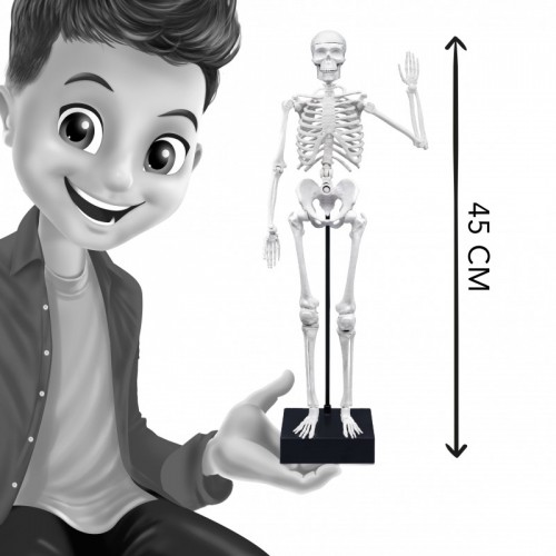 Skelets 45 cm, Buki image 4
