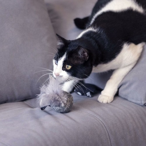 Cat toy Star Wars Grey PET image 4