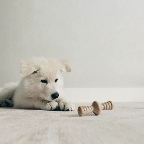 Košļājamā rotaļlieta suņiem Benebone Brūns dzīvnieki image 4