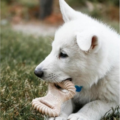 Košļājamā rotaļlieta suņiem Benebone dzīvnieki image 4