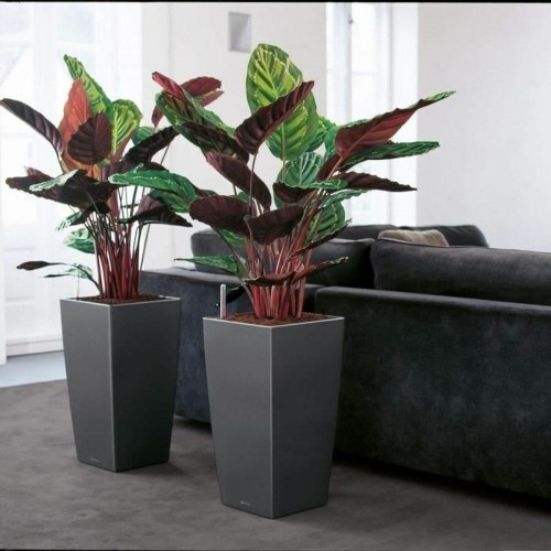 Plant pot Lechuza 40 x 40 x 76 cm Black polypropylene Plastic Rectangular image 5