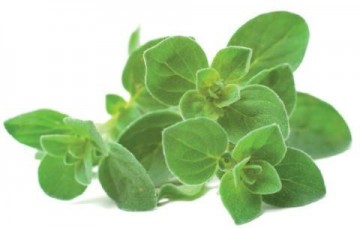 Click & Grow gudrā augu dārza uzpilde Oregano 3gb.