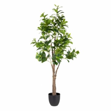 Bigbuy Home Dekoratīvs Augs Zaļš PVC 145 cm Peperomia