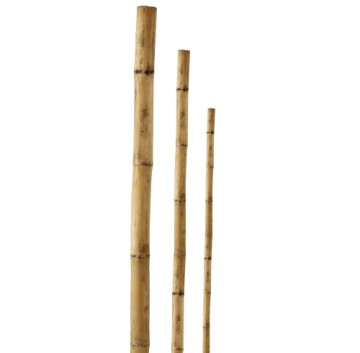Besk Mietiņš bambusa 180cm 1gb
