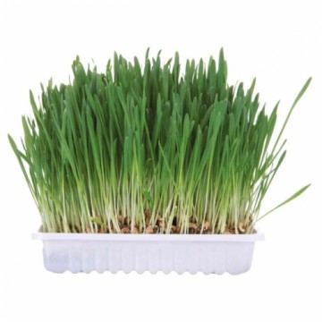 Grass for cats - Trixie Small animal grass, 100gr